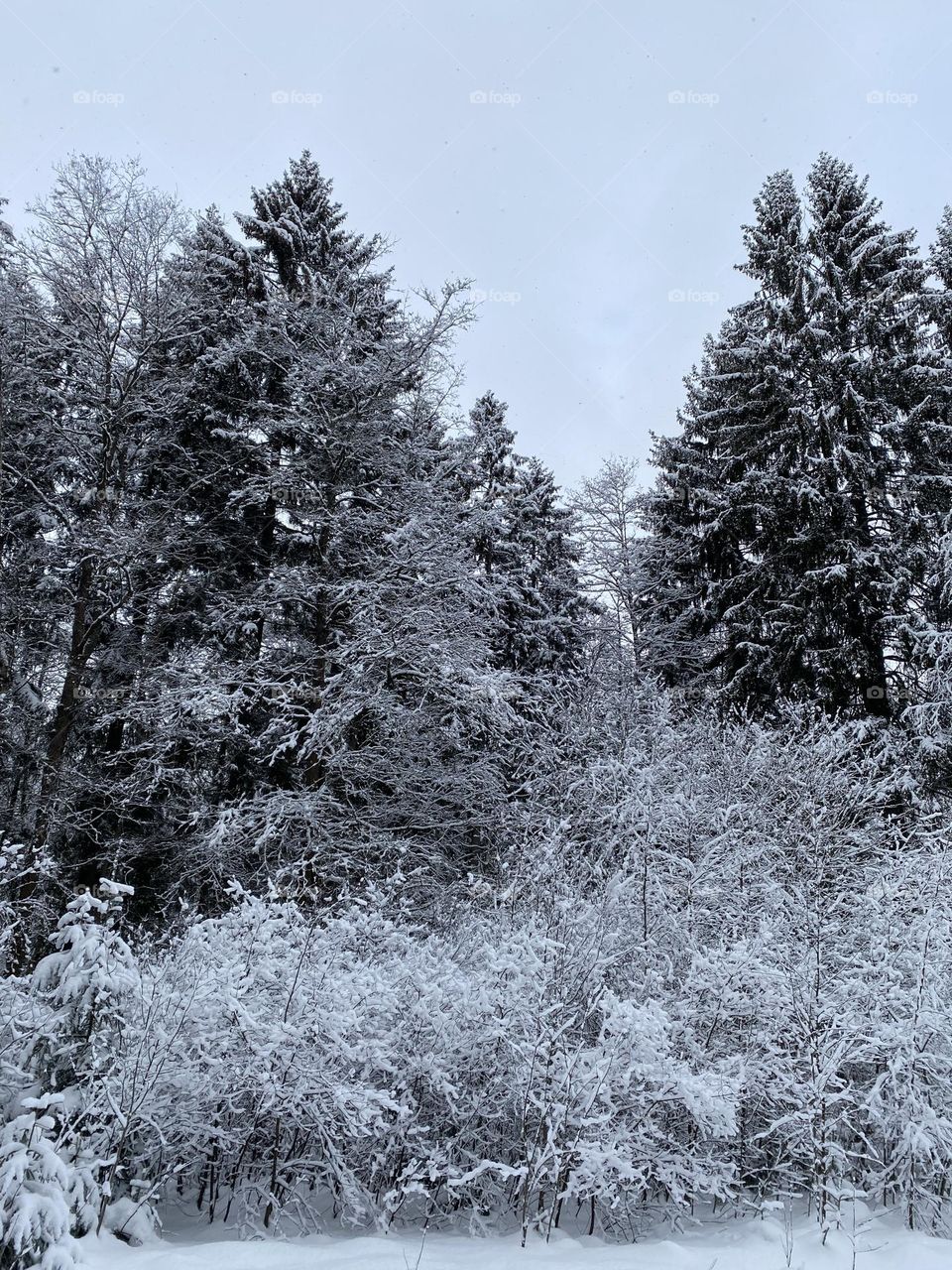 Winter forest snow trees