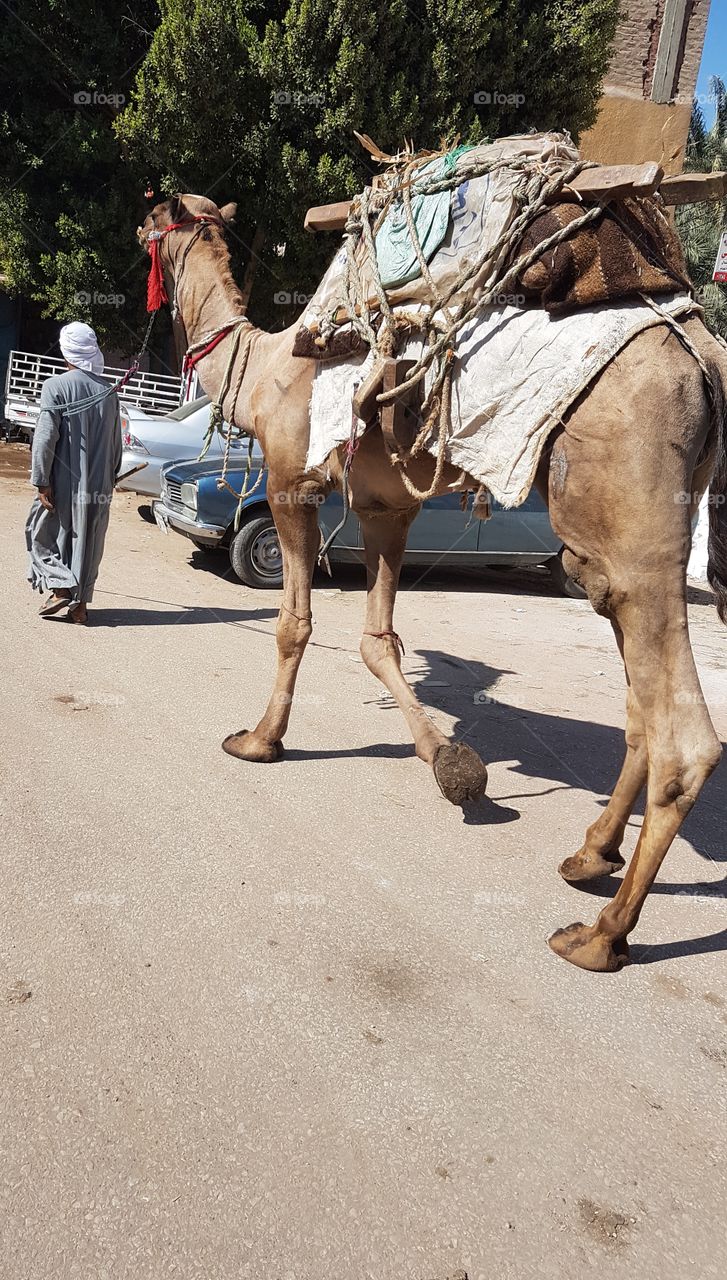 Camel - Egypt - Rural areas - Animals - Street
