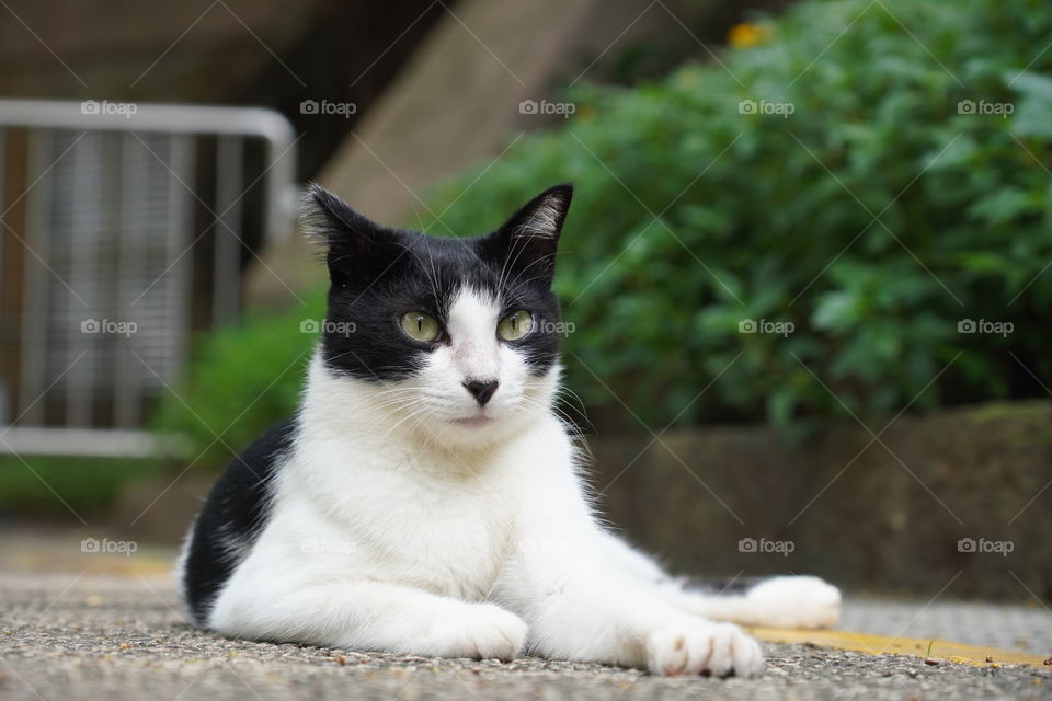 Cat sitting on ground