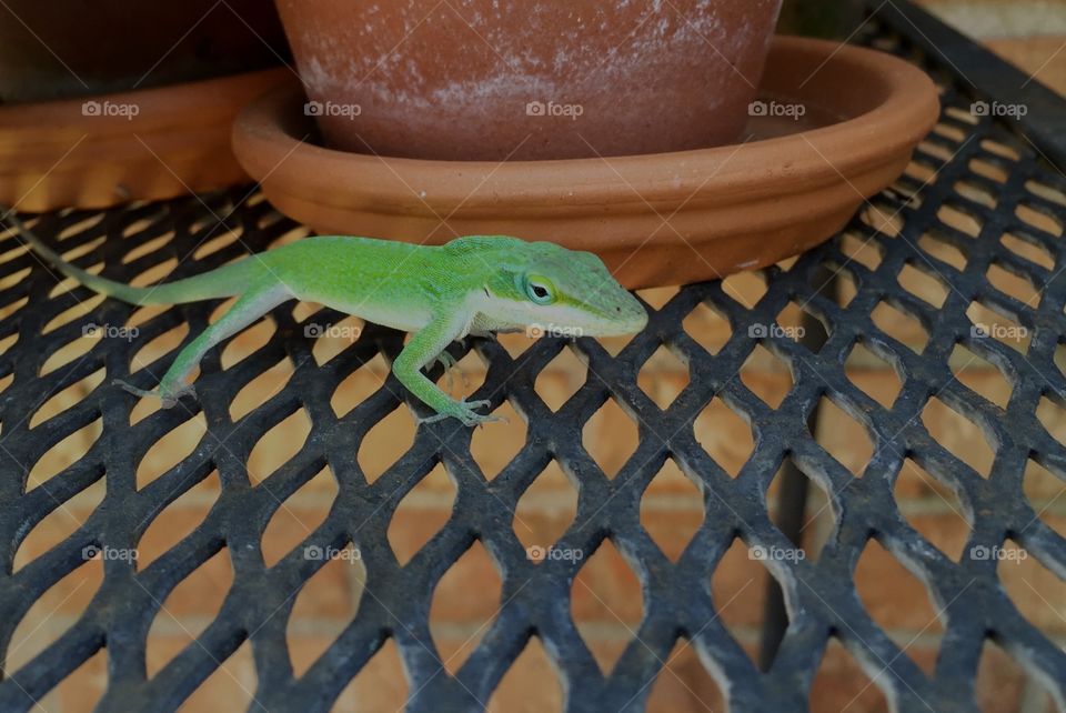 Green lizard