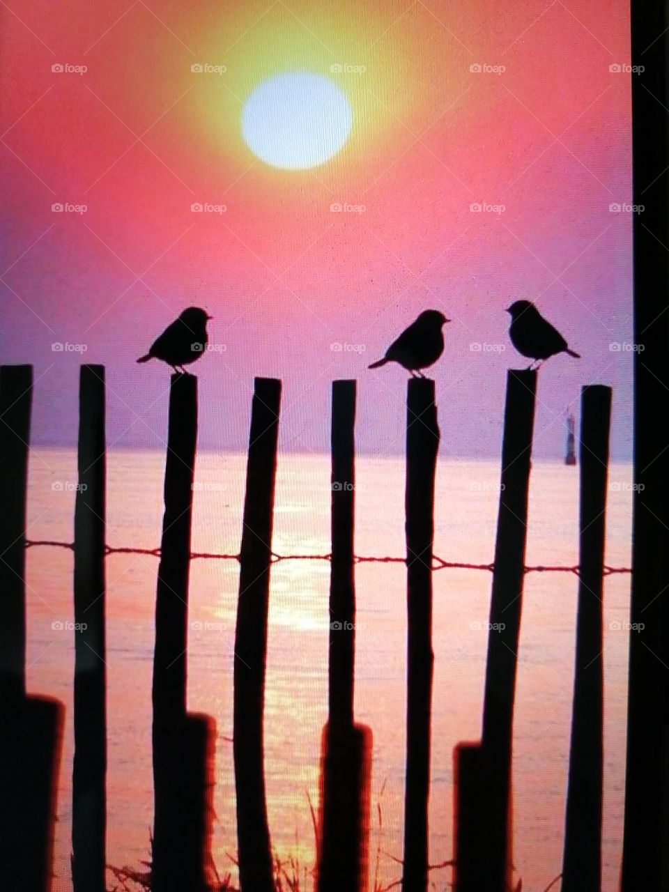 The power of 3 birds in a beautiful sunset