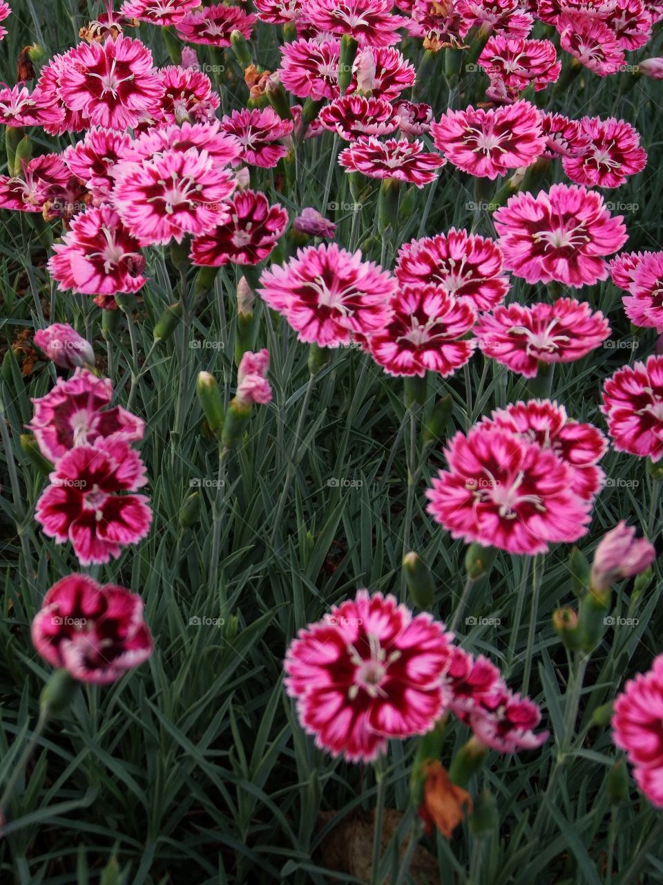 Field of purple pink flowers blooming with green grass background. Ground level low angle view.