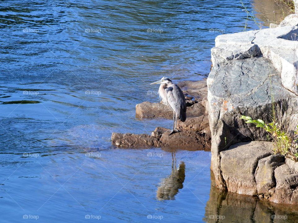 great blue heron sitting on a rock by the Riverside.