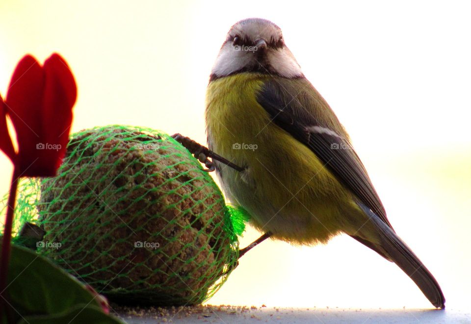 Close-up of bird