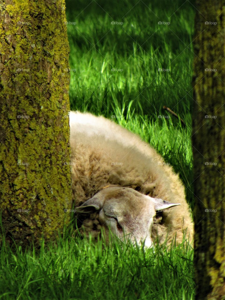 asleep sheep