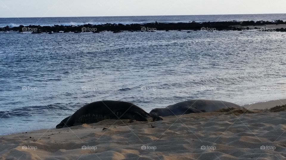 Hawaiian monk seals on the island of Kauai.