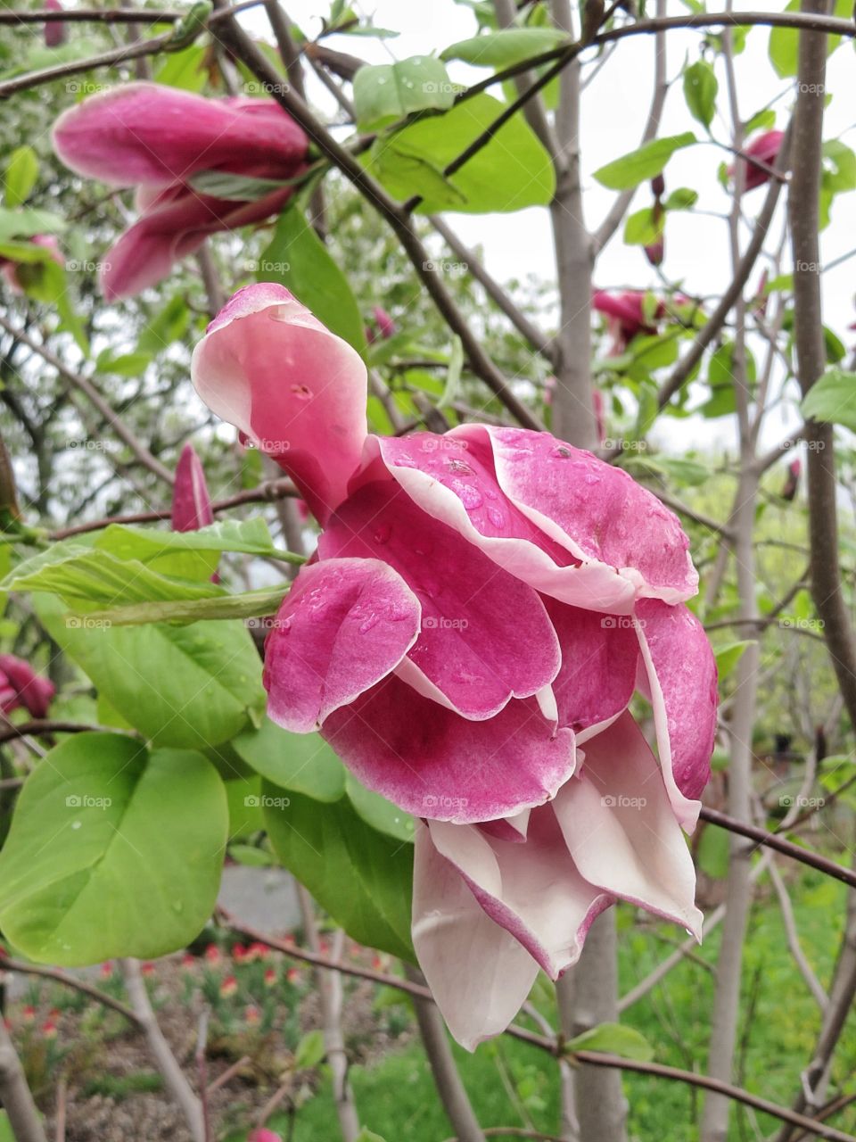 Magnolia 