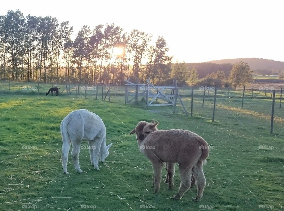 Alpacas grazing