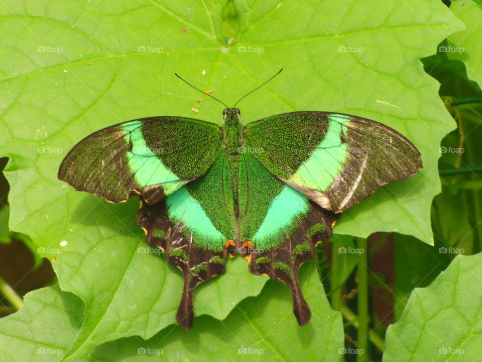 Green butterfly