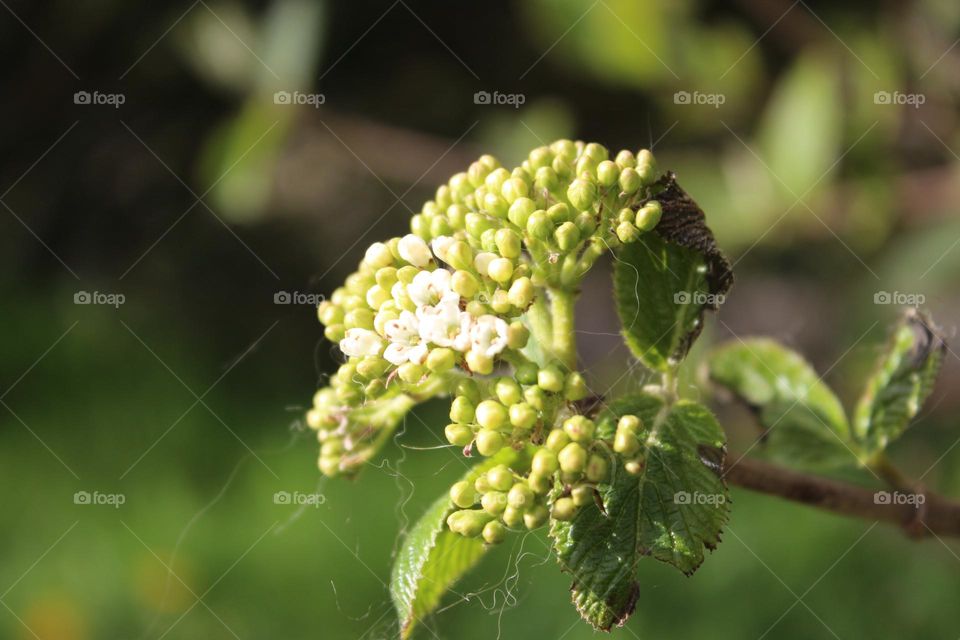 Little Plant  that grow here and there what a wonder to see!