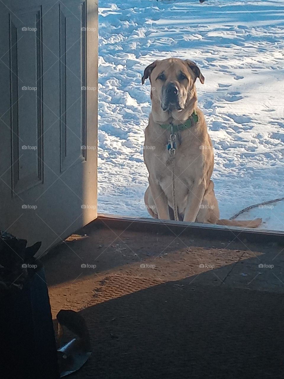 handsome boy was enjoying his snow day can you come out and play it'll be fun I promise!