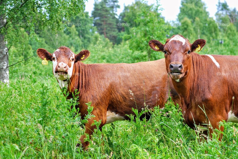 Cow on summer pasture 