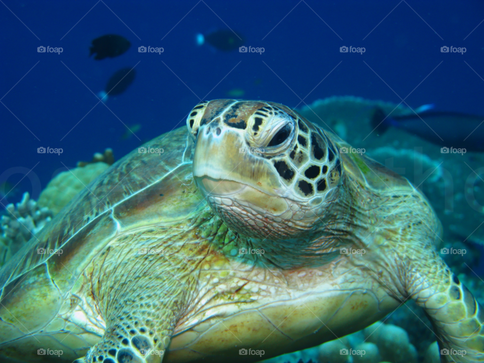 ocean turtle sea life coral by joeair