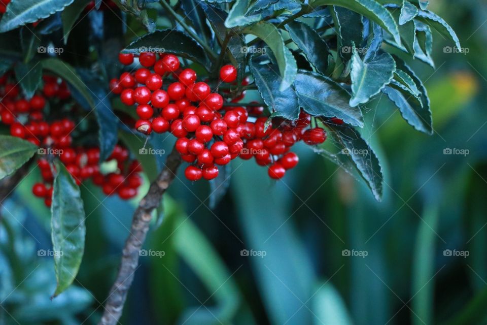 It grows on the backyard it’s looks like Cheries 