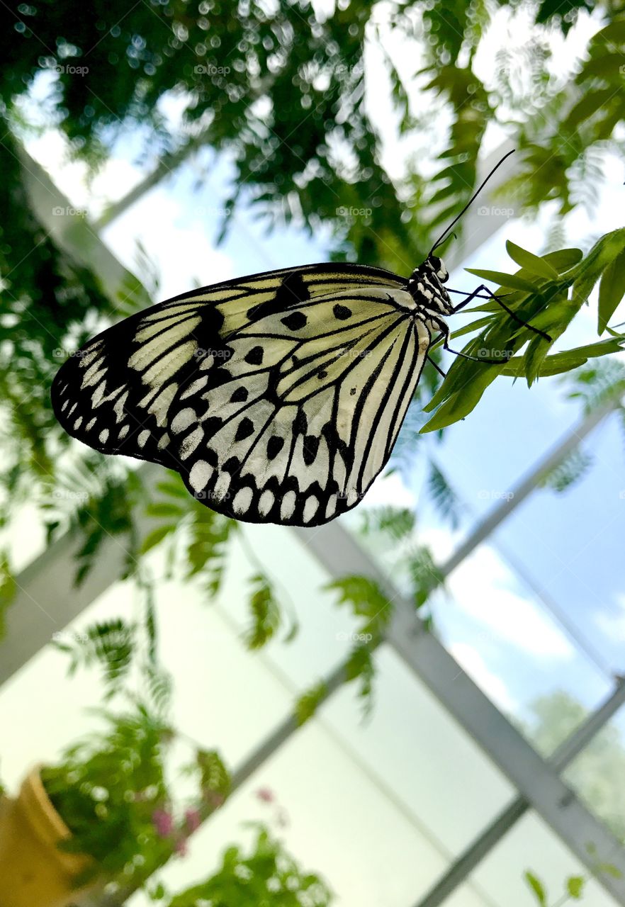 White & Black Butterfly by Window
