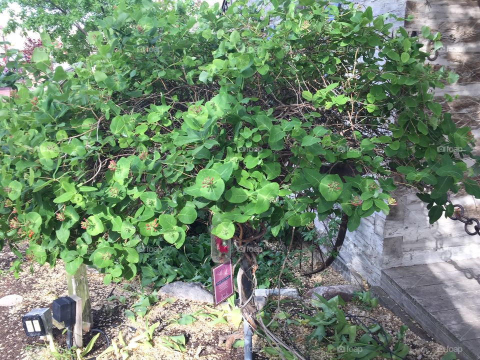 Fairy Quest. Pixie Home. Pixie Prime Real Estate! Lake & River. Rustic Cabins. Pixie Hollow and Gardens. Gardner Village, in West Jordan, Utah. @chelseamerkleyphotos - Copyright © CM Photography. May 2019.