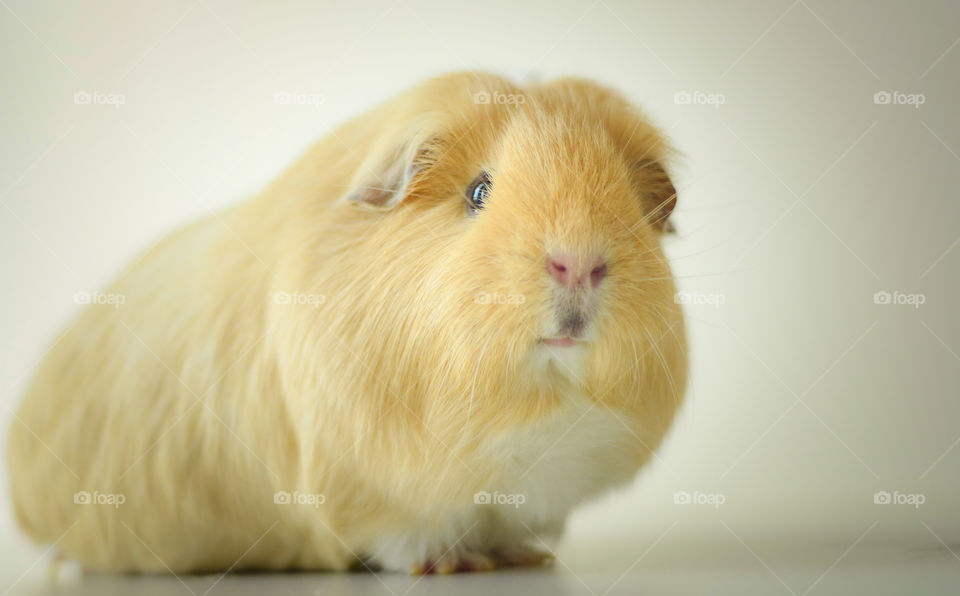 Guinea pig