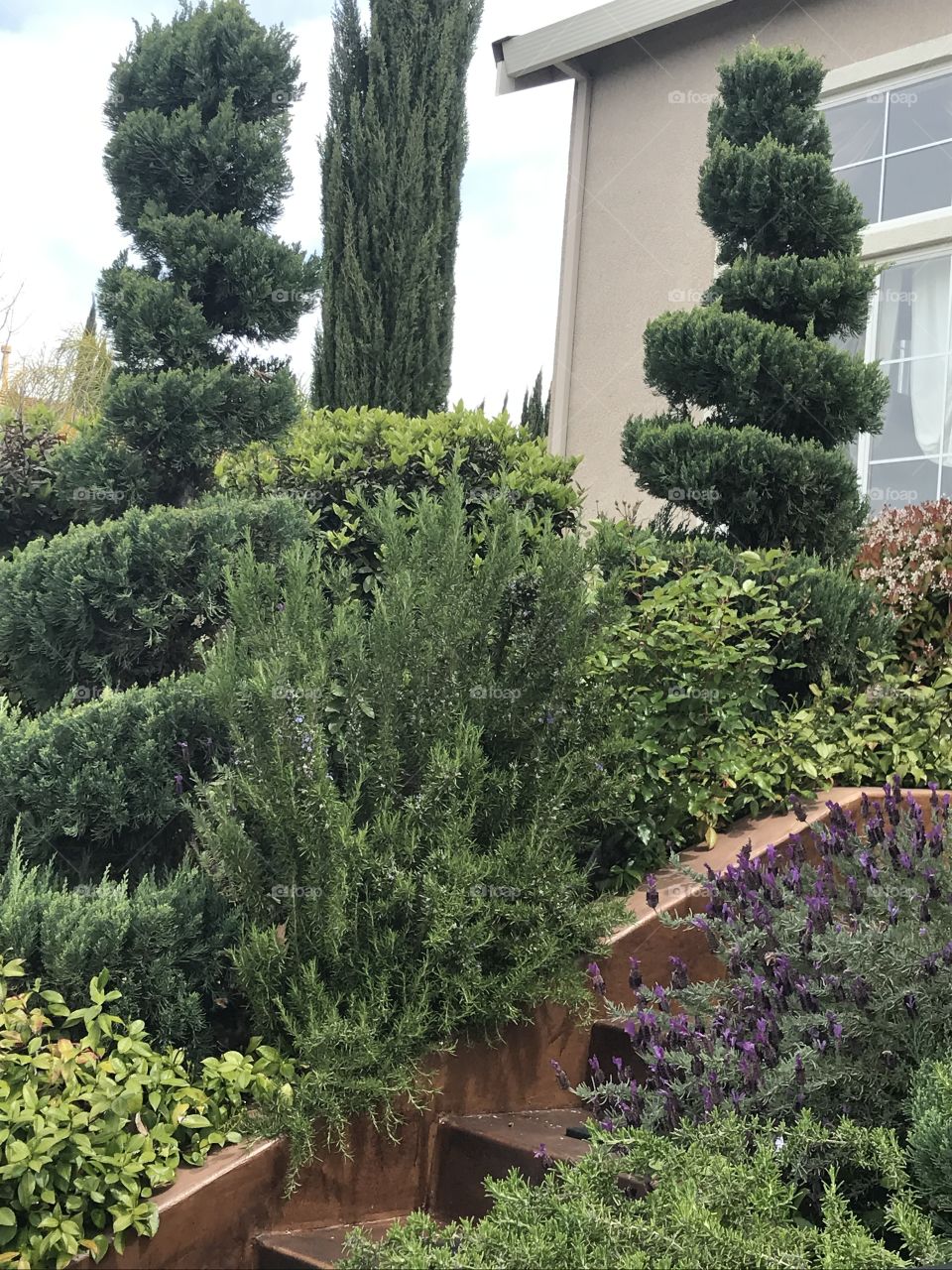 Topiary trees 