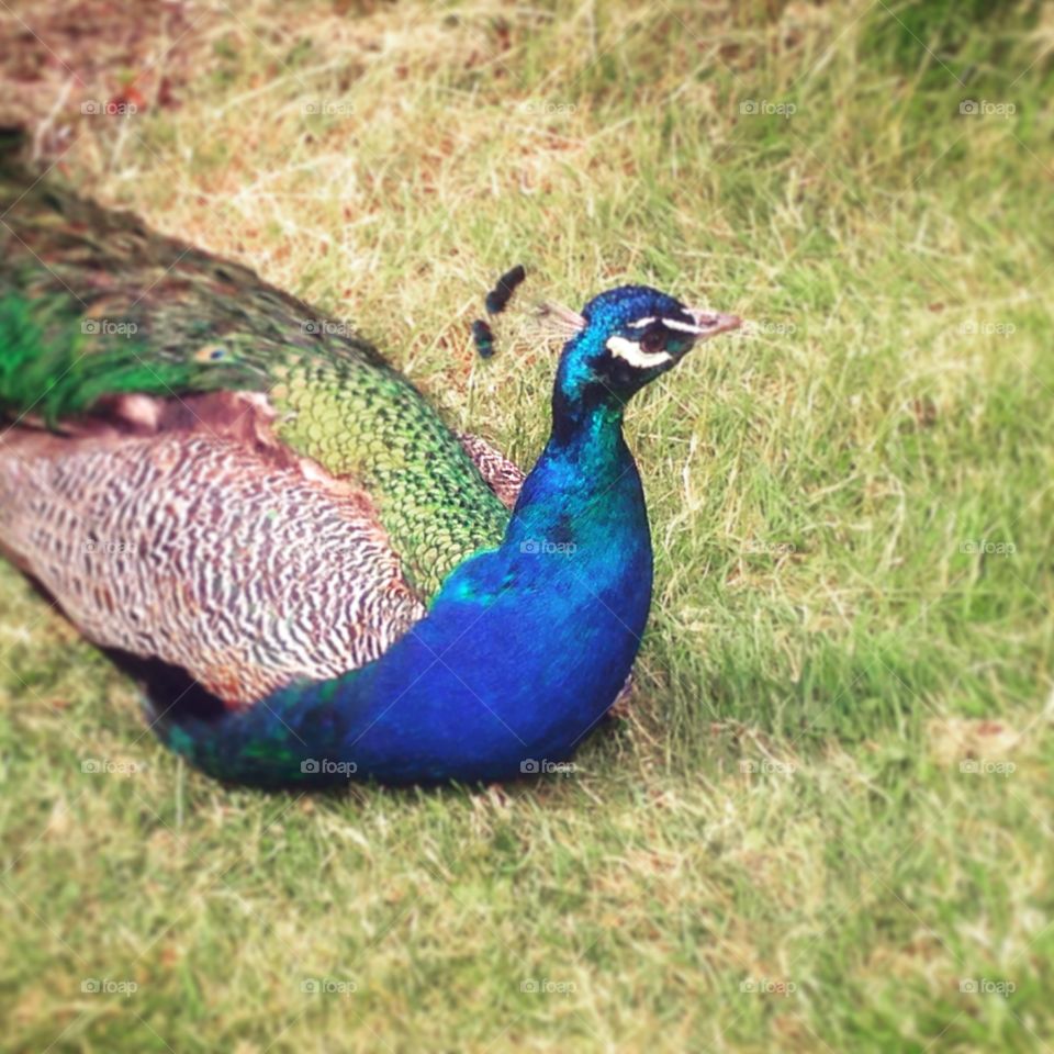 Resting Peacock. Male peacock at Knowsley Safari Park 
