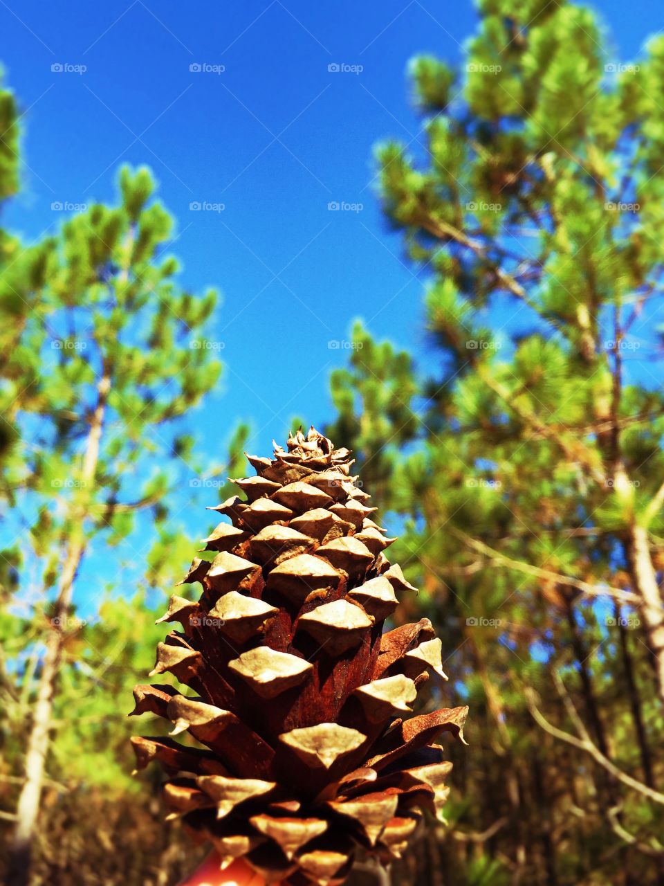 Pine Cone