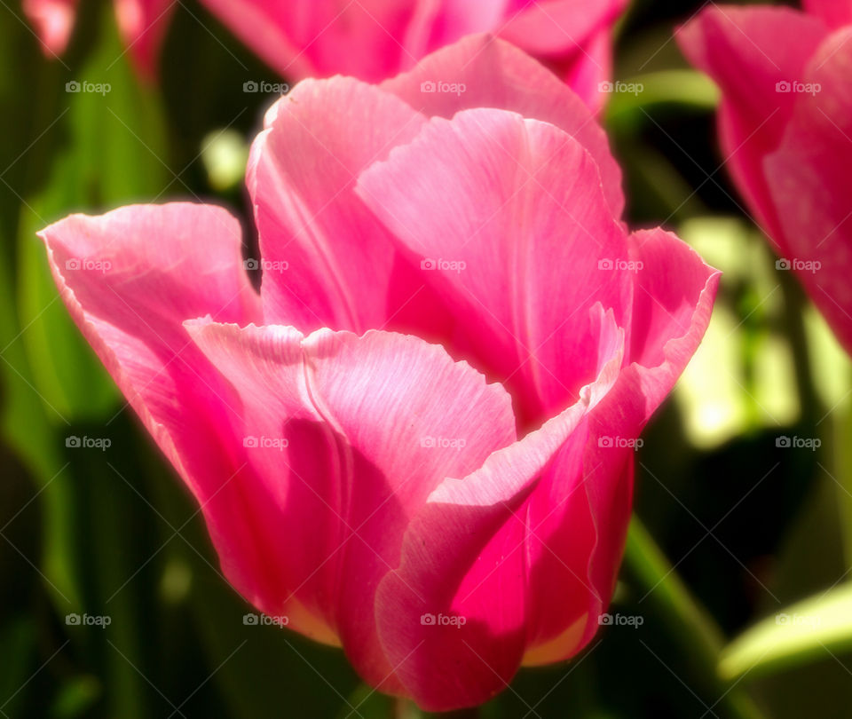 Pink tulips