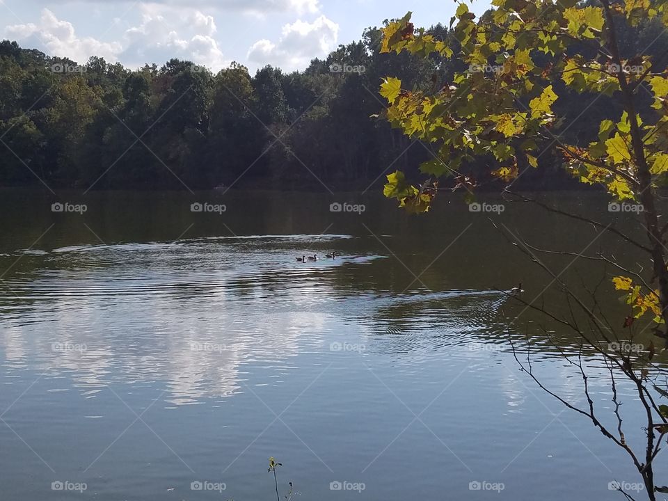 Water, Landscape, Tree, River, Lake