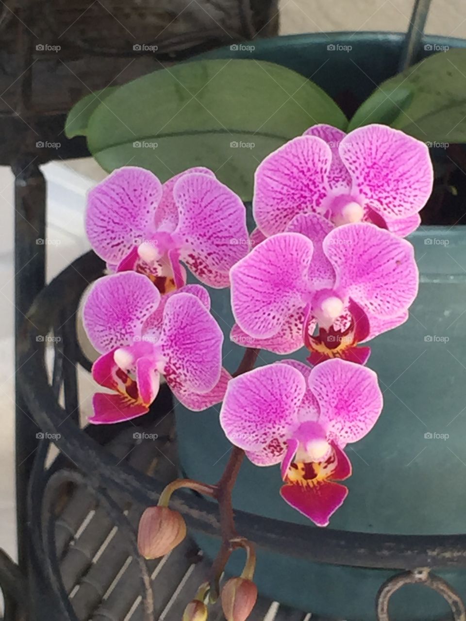 Pink Orchids 