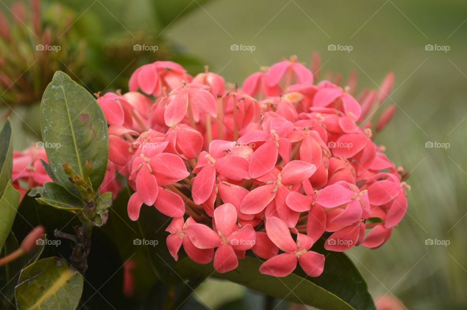 Pink flower