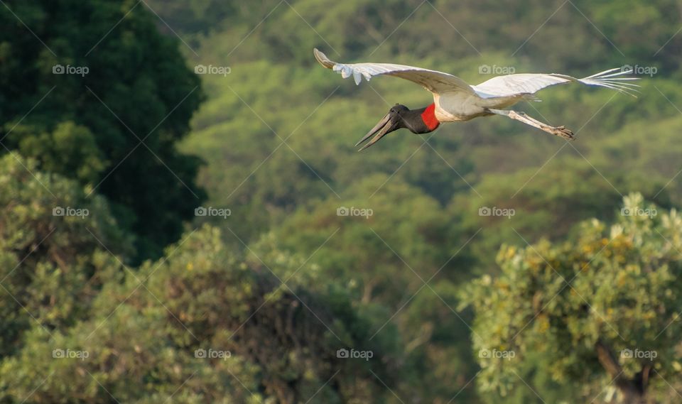 PANTANAL MS BRAZIL