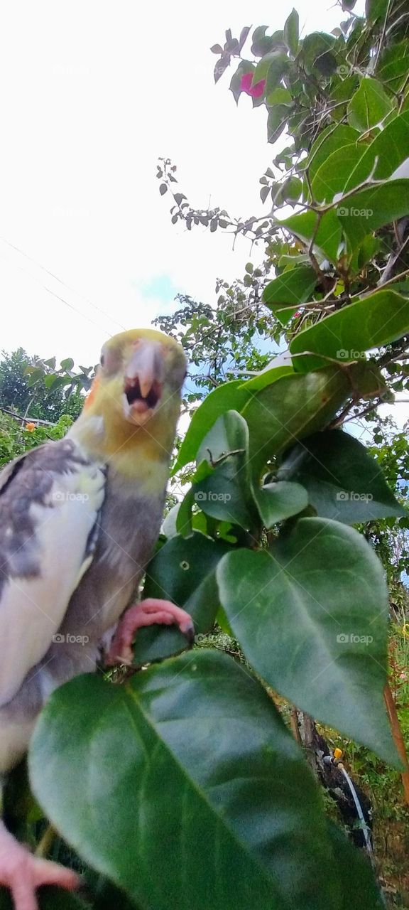 summer sun bird sunbathing tree