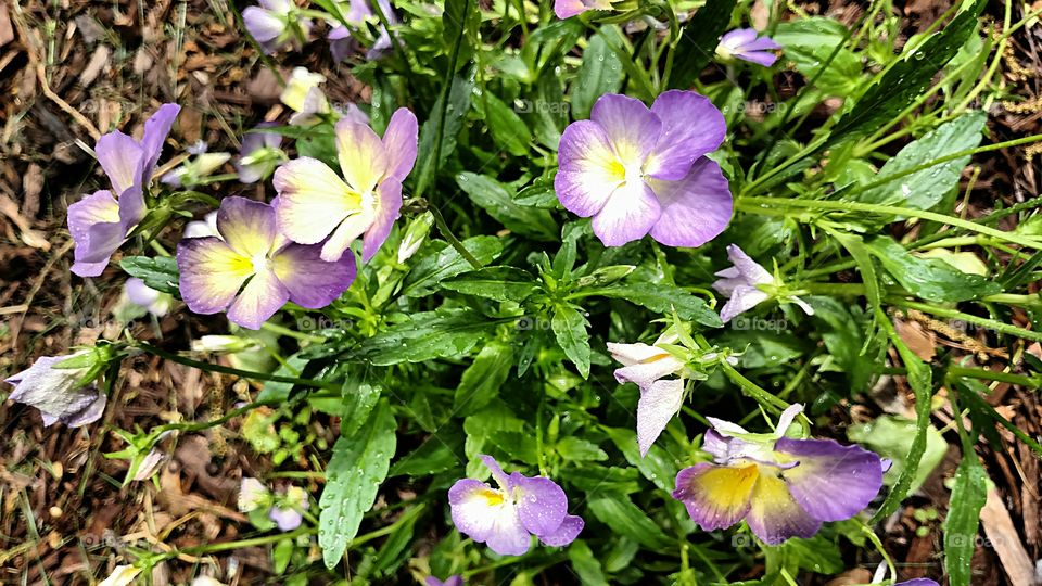 Favorite colors on a flower purple and yellow