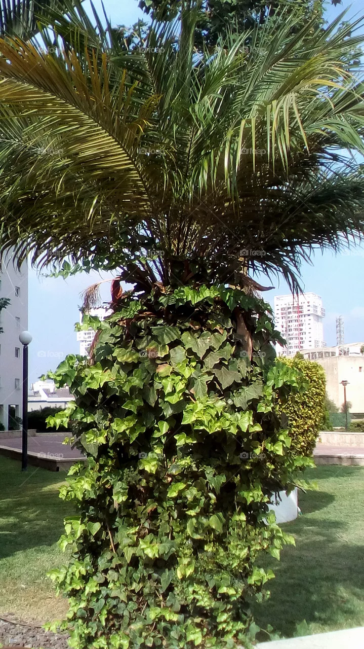 Palm