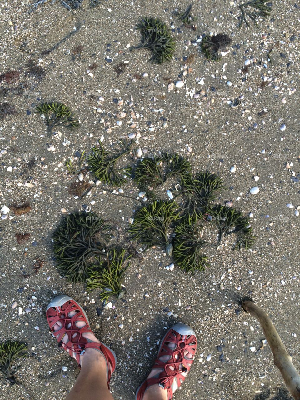 Seaweed 