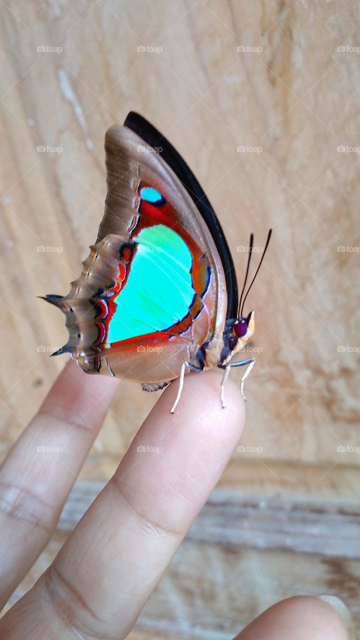 Beautiful butterfly at the fingertips