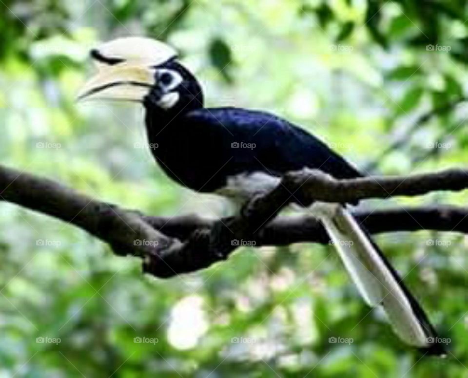 native hornbill borneo