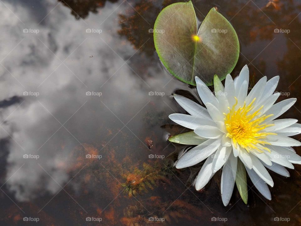 Water Lily