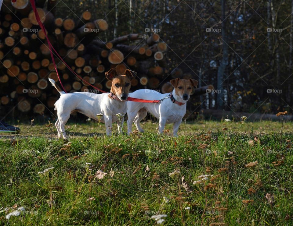 two dogs portrait walk autumn time