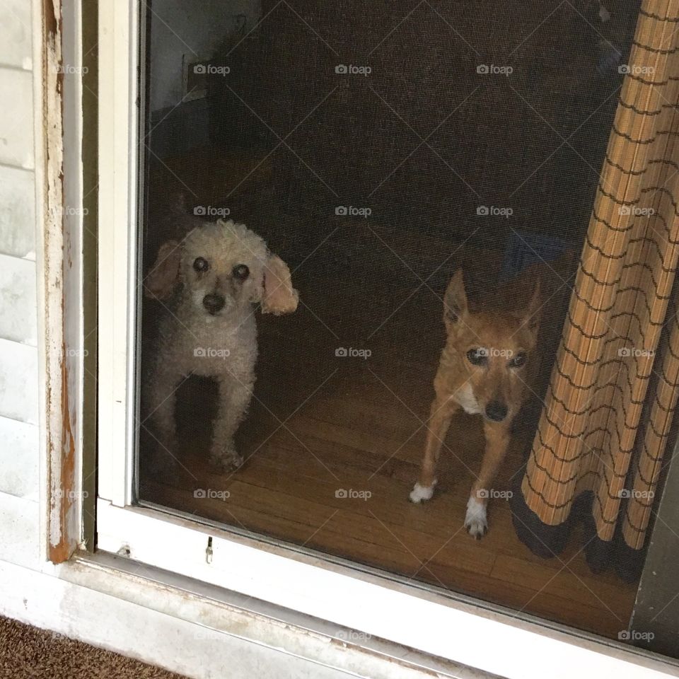 LET US OUT - That's What Our Dogs Say