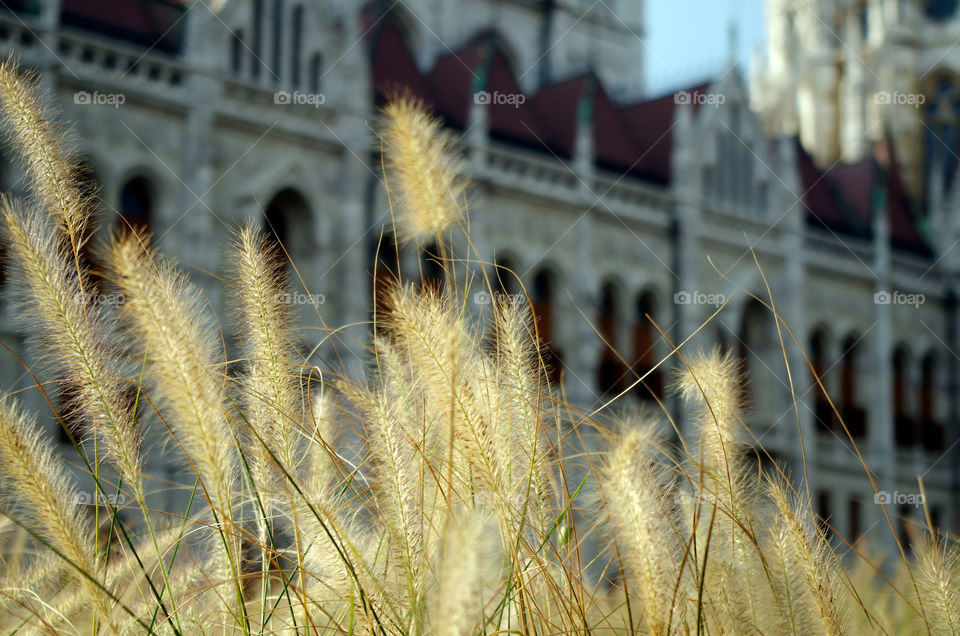 Close-up of spiked plant with Hungarian Parliament Building in background.