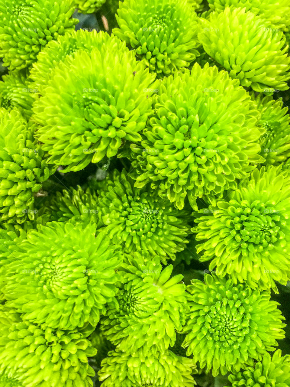 Green flowers