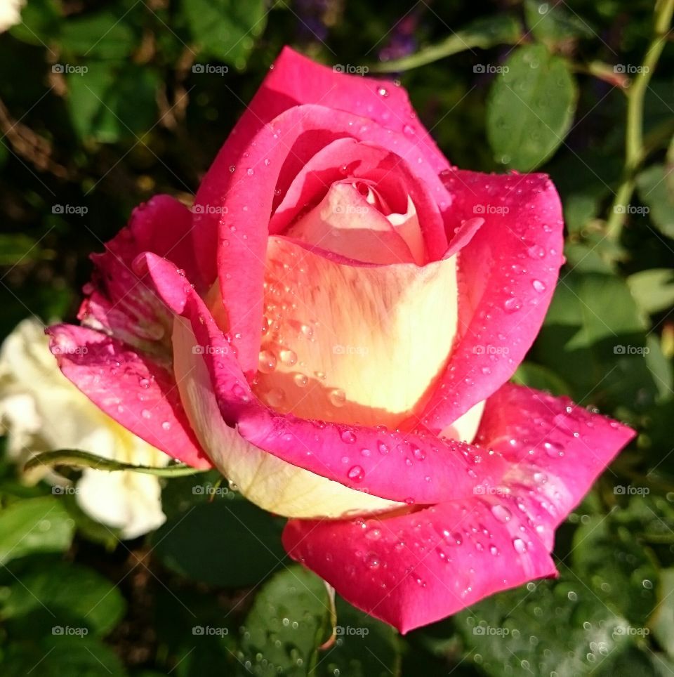 Two colored rose