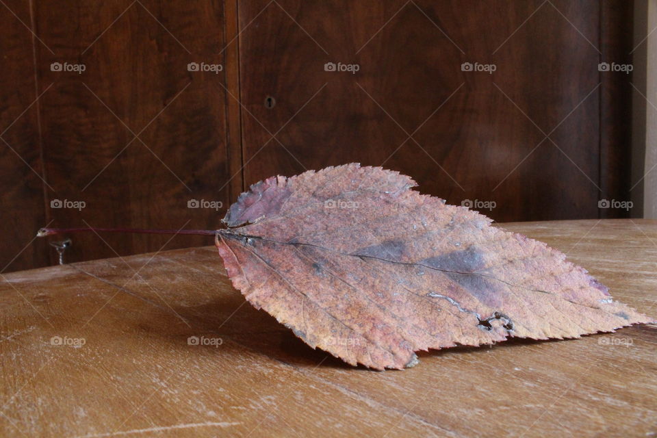 Autumn leaf