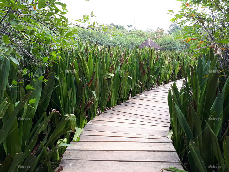 Daytime at Beddagana Wetland Park in Sri Lanka.