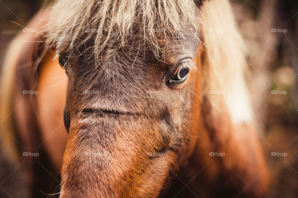 Red brown horse in the middle of the forest