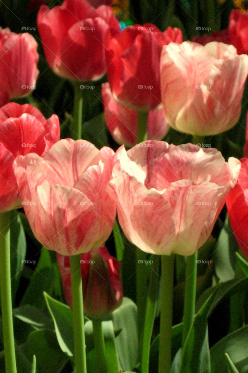 Tulip, Nature, Flower, Flora, Garden