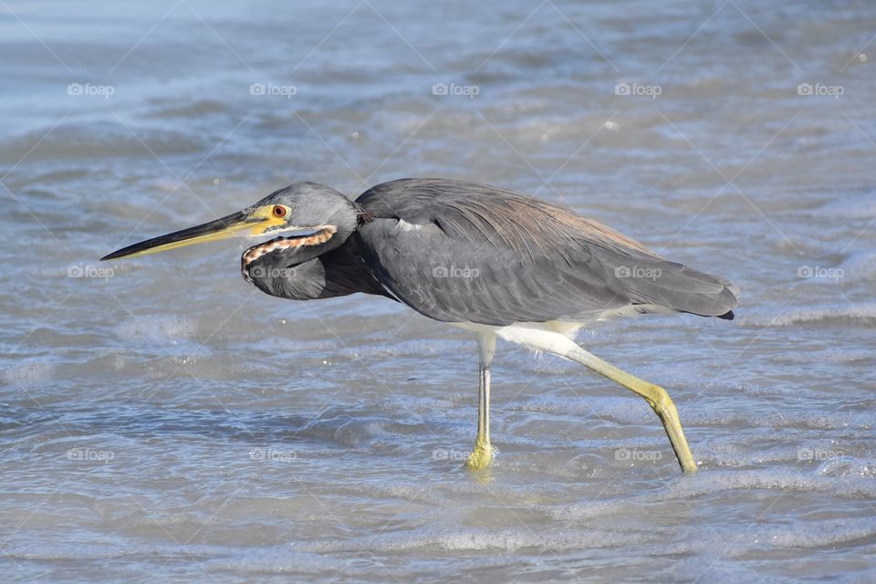 Heron fishing