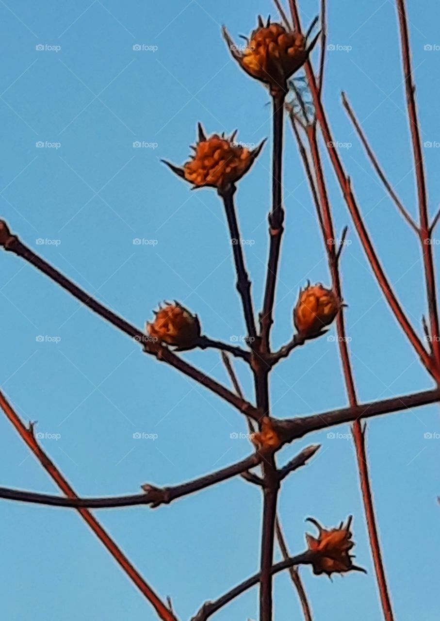 sunshine  at golden hour  makes viburnum buds look like flowers