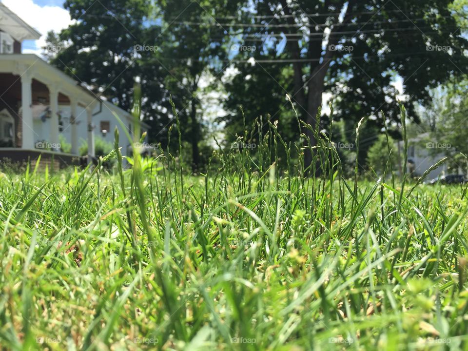 Summer grass , house background 