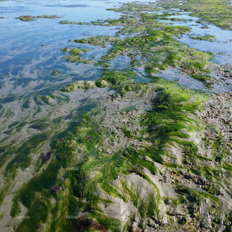 ocean algae