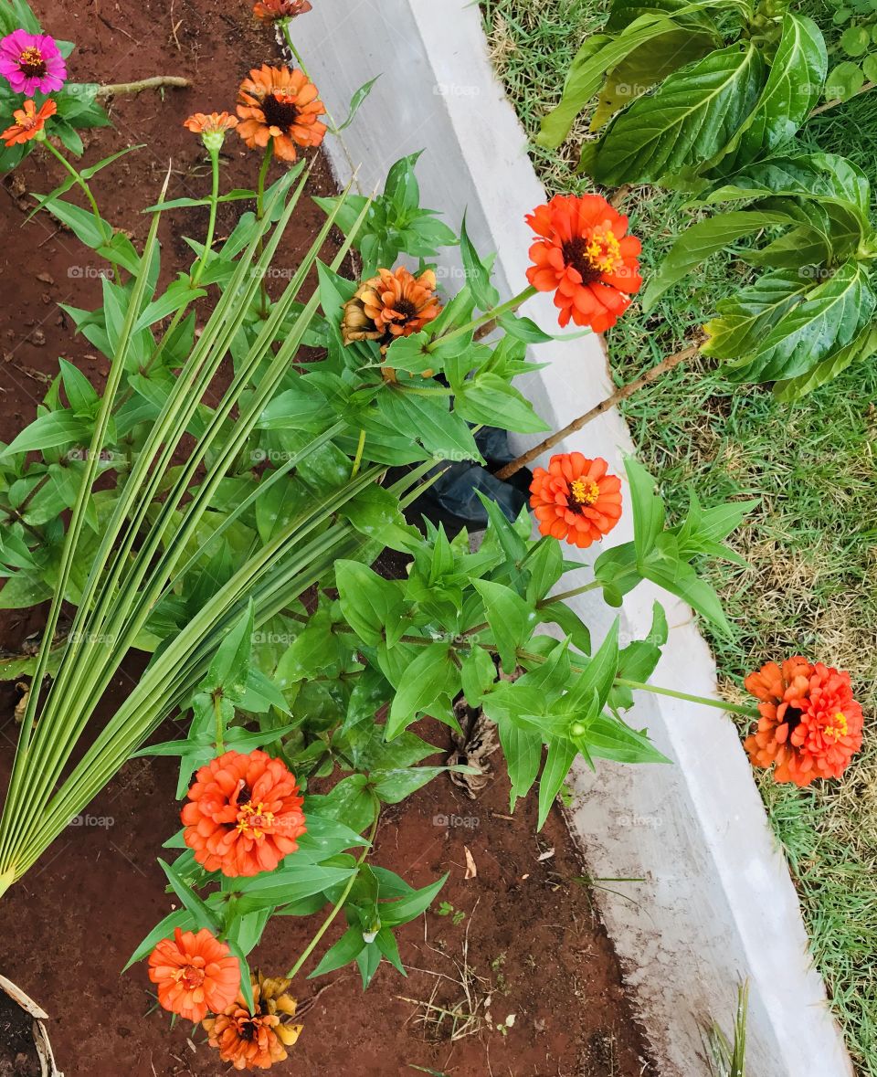 Flores e seus encantos...